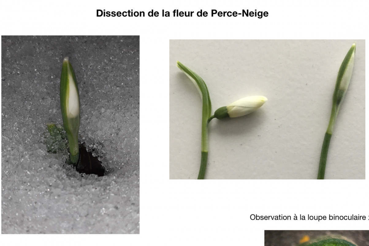 Journée d'intégration des CM2 - Dissection d'une fleur. 