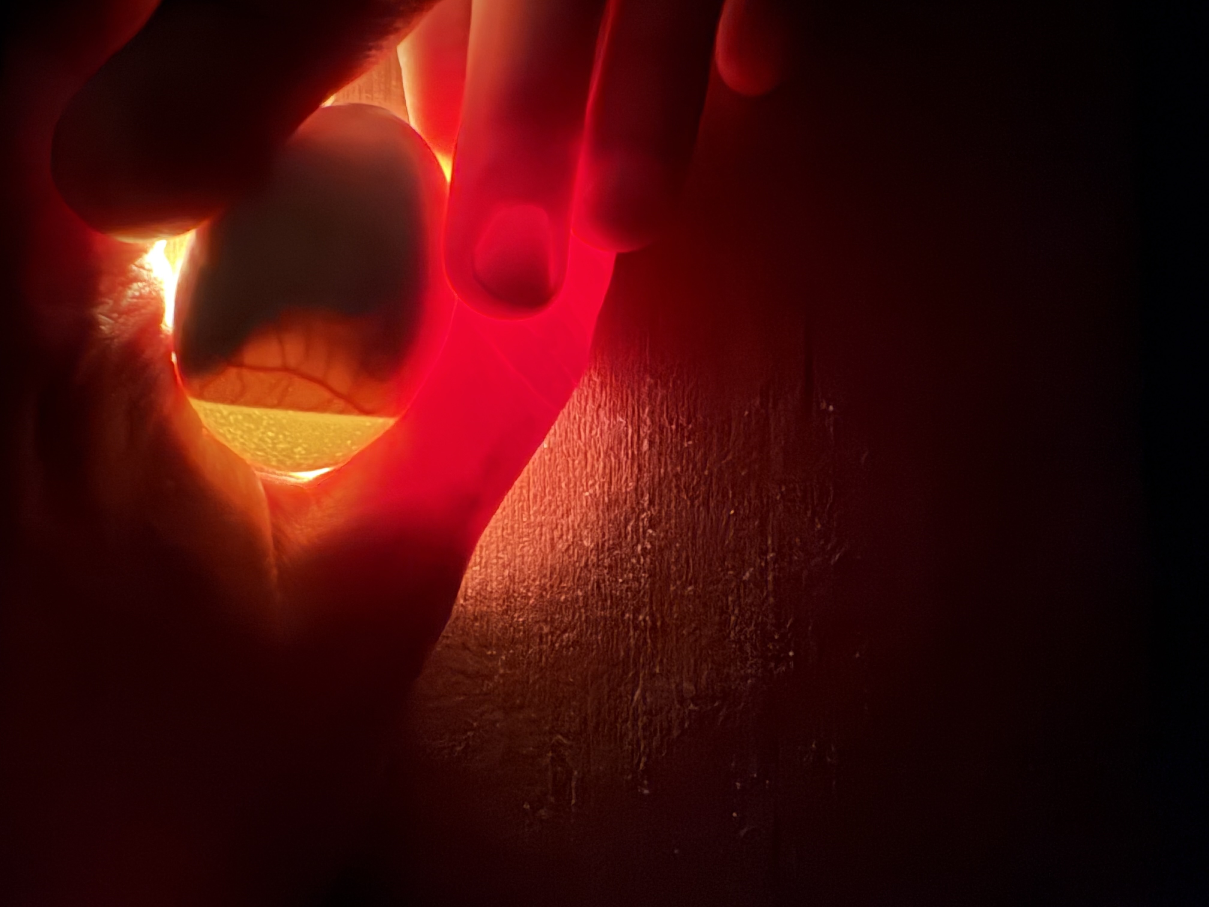 Élevage de poussins à l’école 