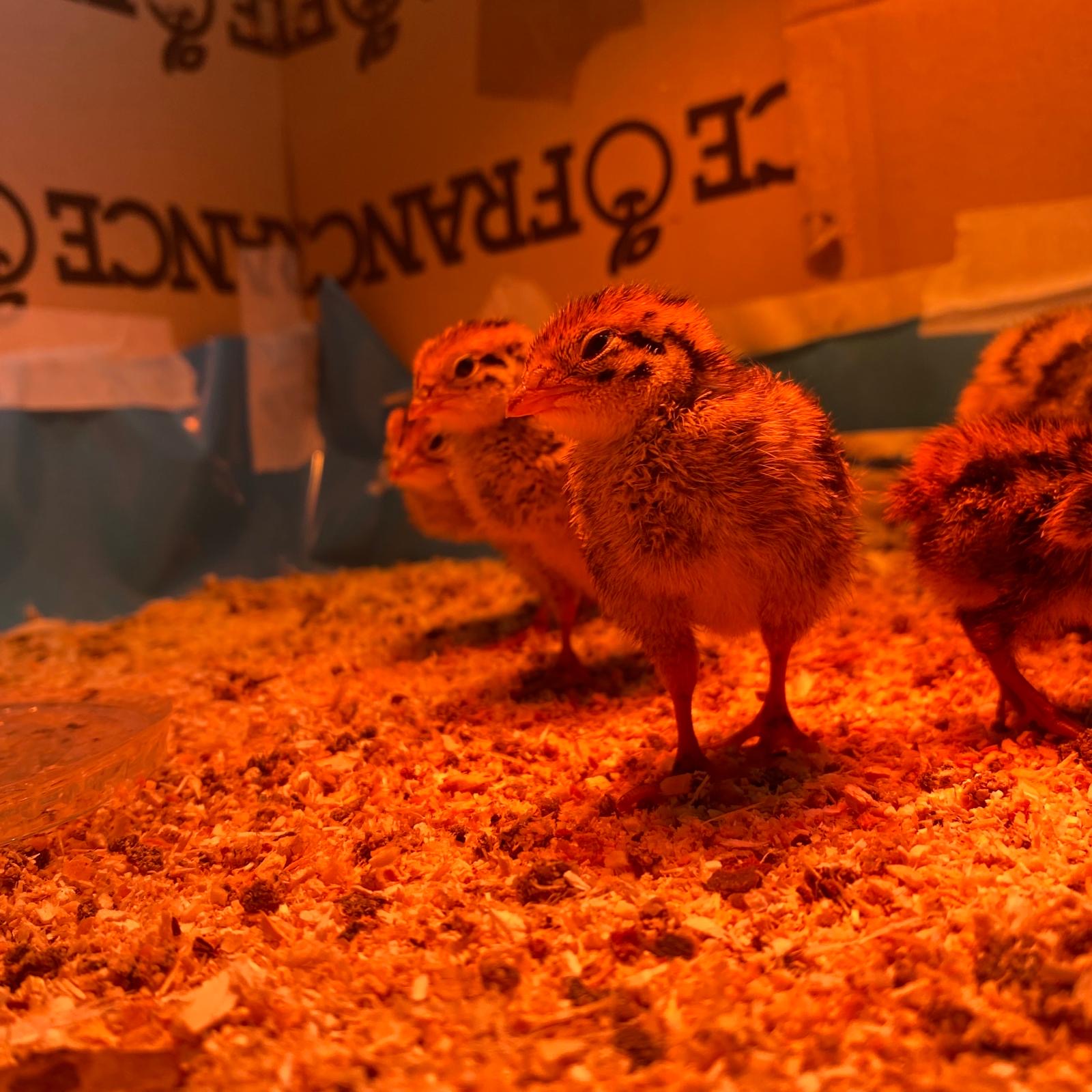 DES CAILLES A L'ECOLE